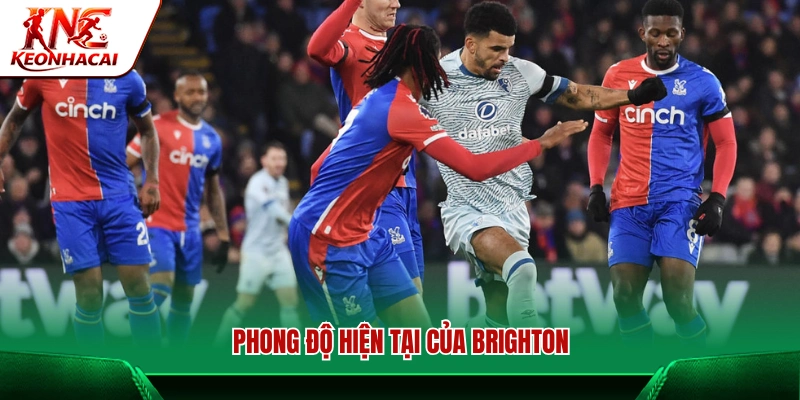 Phân tích thành tích thi đấu gần đây của Brighton